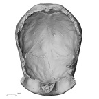 LVRB Neanderthal1 D322 01 Homo neanderthalensis cranium inferior