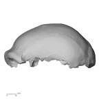 LVRB Neanderthal1 D322 01 Homo neanderthalensis cranium lateral