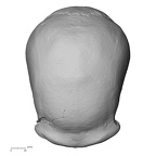 LVRB Neanderthal1 D322 01 Homo neanderthalensis cranium superior
