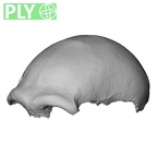 LVRB Neanderthal1 D322 01 Homo neanderthalensis cranium ply