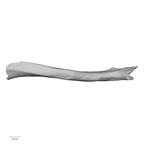 LVRB Neanderthal1 D322 02 Homo neanderthalensis clavicle right anterior