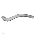 LVRB Neanderthal1 D322 02 H. neanderthalensis clavicle right