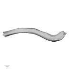 LVRB Neanderthal1 D322 02 Homo neanderthalensis clavicle right superior