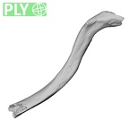 LVRB Neanderthal1 D322 02 Homo neanderthalensis clavicle right ply
