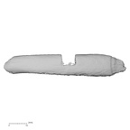 LVRB Neanderthal1 D322 03 H. neanderthalensis rib left