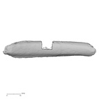 LVRB Neanderthal1 D322 03 Homo neanderthalensis rib left posterior