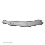 LVRB Neanderthal1 D322 04 H. neanderthalensis rib