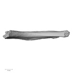 LVRB Neanderthal1 D322 04 Homo neanderthalensis rib interior