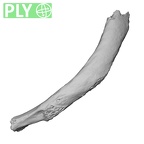 LVRB Neanderthal1 D322 04 Homo neanderthalensis rib ply