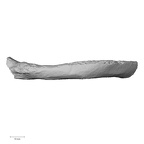 LVRB Neanderthal1 D322 05 H. neanderthalensis rib left