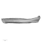 LVRB Neanderthal1 D322 05 Homo neanderthalensis rib left interior