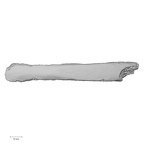 LVRB Neanderthal1 D322 06 H. neanderthalensis rib