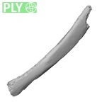 LVRB Neanderthal1 D322 06 Homo neanderthalensis rib ply