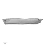 LVRB Neanderthal1 D322 07 H. neanderthalensis rib left