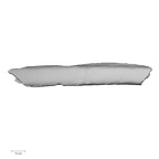 LVRB Neanderthal1 D322 07 Homo neanderthalensis rib left interior