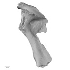 LVRB Neanderthal1 D322 08 H. neanderthalensis scapula right