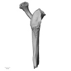 LVRB Neanderthal1 D322 08 Homo neanderthalensis scapula right lateral