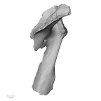 LVRB Neanderthal1 D322 08 Homo neanderthalensis scapula right posterior