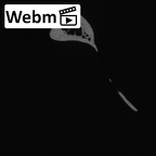 LVRB Neanderthal1 D322 08 Homo neanderthalensis scapula right ct stack movie