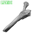 LVRB Neanderthal1 D322 08 Homo neanderthalensis scapula right ply