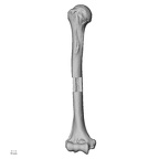 LVRB Neanderthal1 D322 09 Homo neanderthalensis humerus right anterior