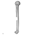 LVRB Neanderthal1 D322 09 Homo neanderthalensis humerus right medial