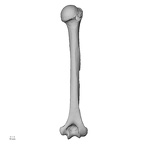 LVRB Neanderthal1 D322 09 H. neanderthalensis humerus right