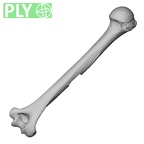 LVRB Neanderthal1 D322 09 Homo neanderthalensis humerus right ply
