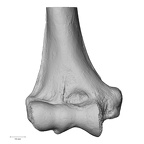 LVRB Neanderthal1 D322 09 Homo neanderthalensis humerus right distal anterior