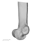 LVRB Neanderthal1 D322 09 Homo neanderthalensis humerus right distal medial