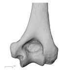 LVRB Neanderthal1 D322 09 H. neanderthalensis humerus right distal
