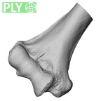 LVRB Neanderthal1 D322 09 Homo neanderthalensis humerus right distal ply