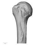 LVRB Neanderthal1 D322 09 Homo neanderthalensis humerus right proximal anterior