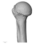 LVRB Neanderthal1 D322 09 H. neanderthalensis humerus right proximal