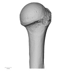 LVRB Neanderthal1 D322 09 Homo neanderthalensis humerus right proximal posterior