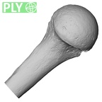 LVRB Neanderthal1 D322 09 Homo neanderthalensis humerus right proximal ply