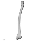 LVRB Neanderthal1 D322 10 Homo neanderthalensis radius right anterior