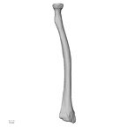 LVRB Neanderthal1 D322 10 Homo neanderthalensis radius right posterior