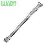 LVRB Neanderthal1 D322 10 Homo neanderthalensis radius right ply
