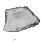 LVRB Neanderthal1 D322 10 Homo neanderthalensis radius right distal distal