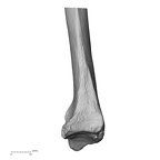 LVRB Neanderthal1 D322 10 H. neanderthalensis radius right distal