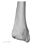LVRB Neanderthal1 D322 10 Homo neanderthalensis radius right distal posterior
