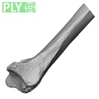 LVRB Neanderthal1 D322 10 Homo neanderthalensis radius right distal ply