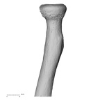 LVRB Neanderthal1 D322 10 Homo neanderthalensis radius right proximal anterior