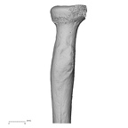 LVRB Neanderthal1 D322 10 H. neanderthalensis radius right proximal