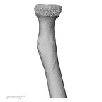 LVRB Neanderthal1 D322 10 Homo neanderthalensis radius right proximal posterior