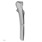 LVRB Neanderthal1 D322 11 Homo neanderthalensis ulna right posterior