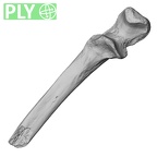 LVRB Neanderthal1 D322 11 Homo neanderthalensis ulna right ply