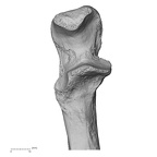 LVRB Neanderthal1 D322 11 H. neanderthalensis ulna right proximal high resolution