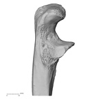LVRB Neanderthal1 D322 11 Homo neanderthalensis ulna right proximal lateral